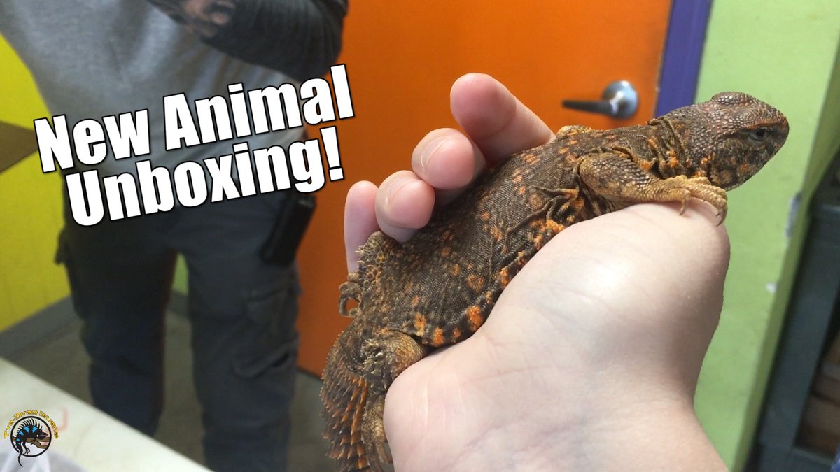tyedyediguana's tweet photo. Another week, another new batch of animals! 😃

In today's #unboxing vid, https://t.co/WecvCxDbdM, you'll get to see all the new stuff that arrived plus the biggest adult Mexican Black Kingsnake we've seen in a LOOONG time! #Restock #ExoticPets https://t.co/iPjXDDctAE