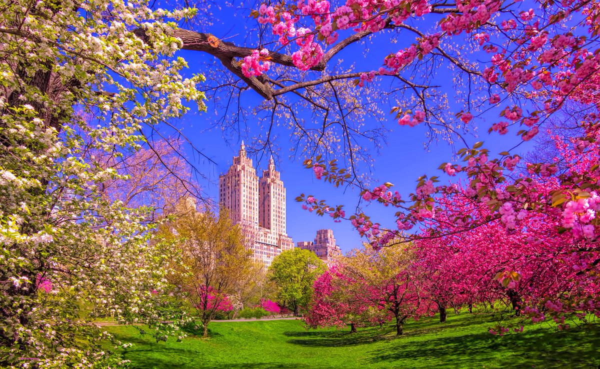 isardasorensen's tweet photo. Bright blue skies &amp; beautiful pink blossoms today in #NYC's Central Park. #spring https://t.co/MO6vnWqKbS