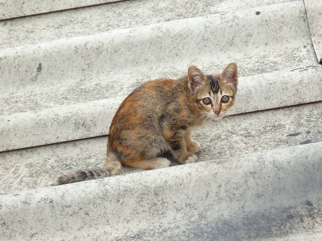 soi_art_corp's tweet photo. Training the studio cat to shit on the neighbours roof. Wish us luck!
#catcrap #catontheroof #littertraining #whenartistsgetbored #fineartphotography
#conceptualartists #conceptualart
#cattraining
#modernart
#britishartists https://t.co/daLDA81UHM https://t.co/3RjbQchxDY