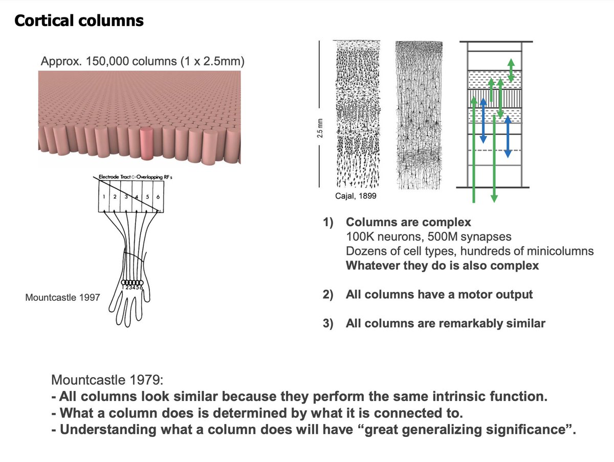 Jeff talks about his experience meeting Vernon Mountcastle and how Mountcastle's discoveries have influenced Numenta's work. Mountcastle proposes that we have approximately 150,000 columns in our neocortex - and they all perform the same intrinsic function.