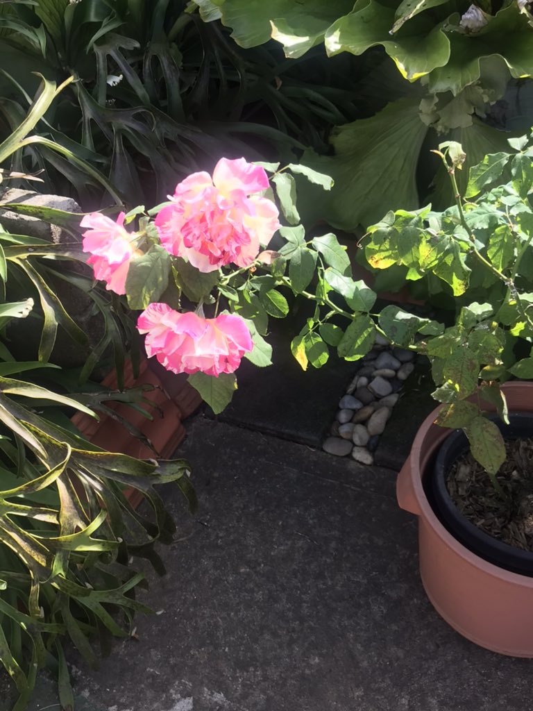 munsieanne's tweet photo. It’s a ‘Rosy’ kind of day @Lindsayjmurphy #keepsongoing https://t.co/WpQIa3pKu0