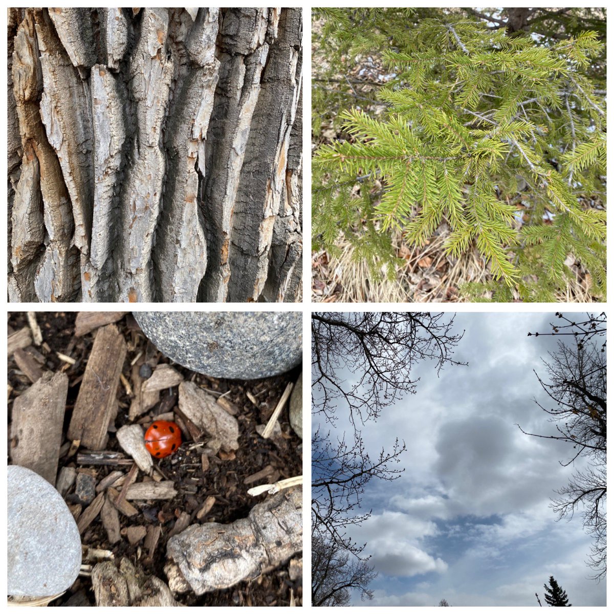 KatlinStrand's tweet photo. For Forest Friday we went on a nature scavenger hunt along the Sheep River. Students were able to find everything on the list except for wildflowers 🌲 
@bigrockbadger @fsd38 #grade3 #forestfriday https://t.co/Tf40D03QWW