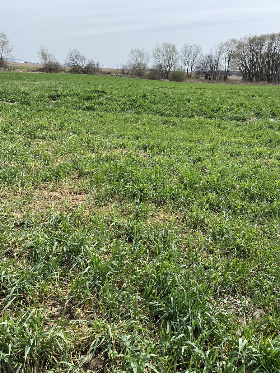 This 8 species cover was terminated last week 
These covers helped with both wind and water erosion over the winter &amp; spring .
Also two small farmable terraces in field .  
Strip till soon &amp; plant corn . 
#ETS soil warrior #soilhealth #ontag  plant21