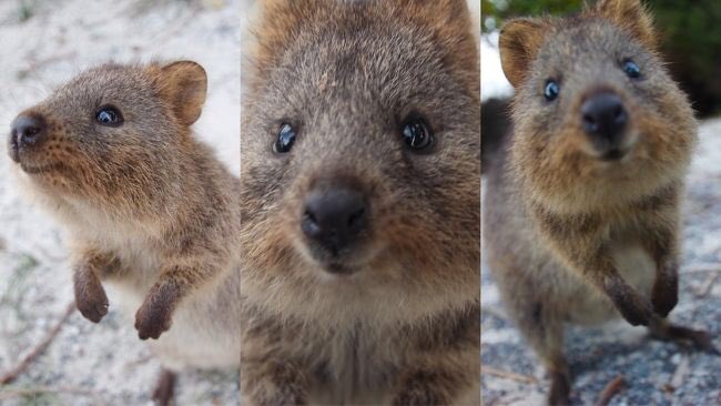 オーストラリアの珍獣