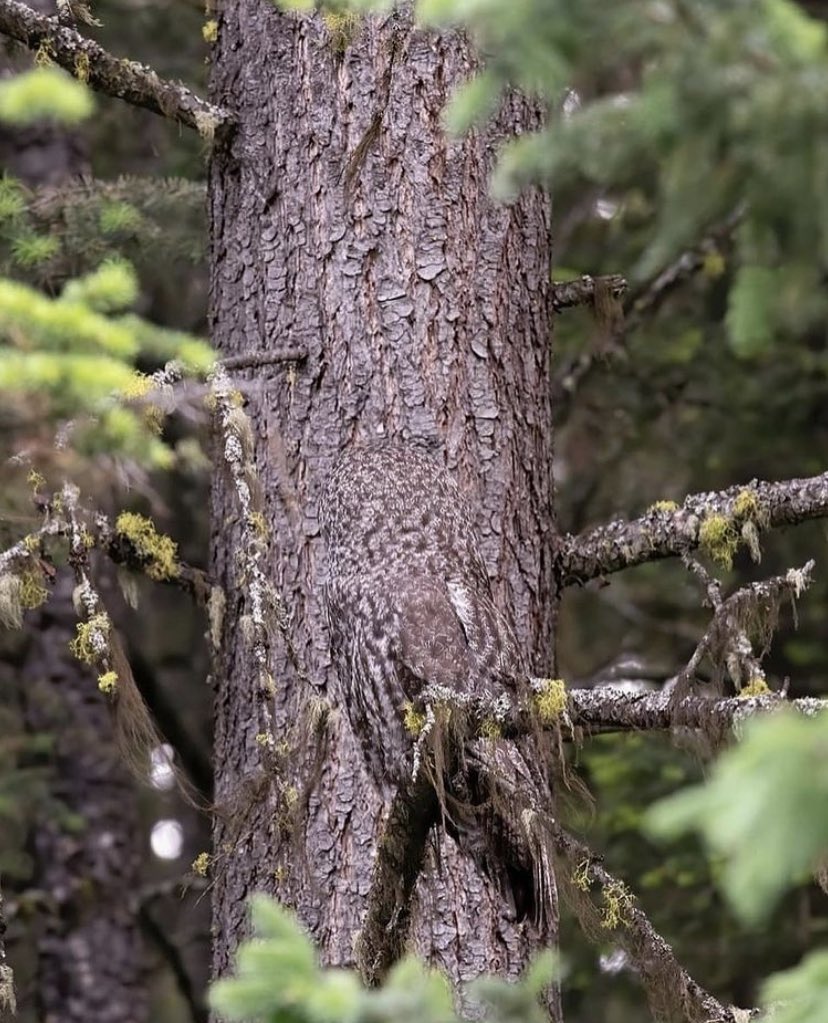 The Photo on the left the camouflage is perfect except the Owl's eyes give him away. The image on the right he has turned his head around the other way. WOW, JUST WOW!! Nature at its best!!.