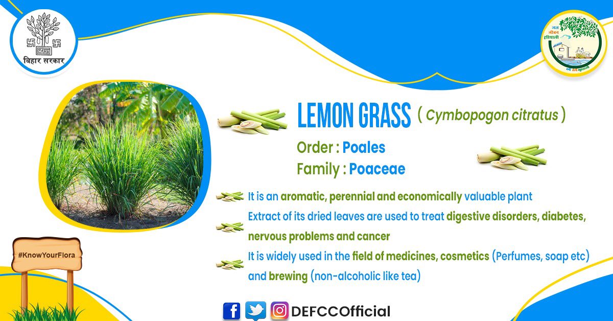 DEFCCOfficial's tweet photo. ☕️Tea made of Lemongrass leaves and ginger is given to treat fiver, cold and cough.
🍵Drinking Lemongrass tea can clear nasal passage and sinuses.
🥣Its oil is applied to relieve muscular pain and sprains. #Knowyourflora #lemongrass @DipakKrIAS @bsi_moefcc @moefcc @icarindia https://t.co/96l7fGixlG