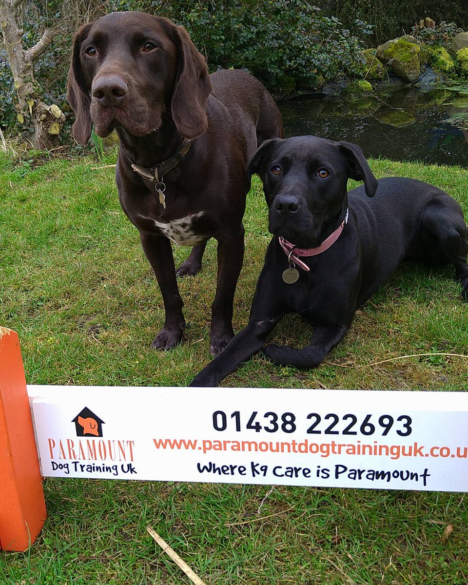 DogParamount's tweet photo. New Puppy ✅, 
Not Sure ✅,
Lost your way✅, 
Need help✅,
At Paramount Dog Training UK          
Our 121 sessions are more than just time with a dog trainer, we will help you to understand your dogs personality and body language, its coping strategies and communication signals. https://t.co/HI67LkK6wq
