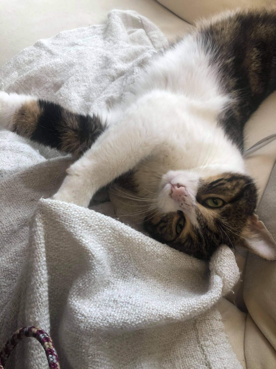GFrontiere's tweet photo. Bon week-end à tous, amis des animaux ! 🐱
Retrouvez l'ensemble de nos chats à l'adoption : https://t.co/6osvpaFMUL https://t.co/3i2QKHRImf