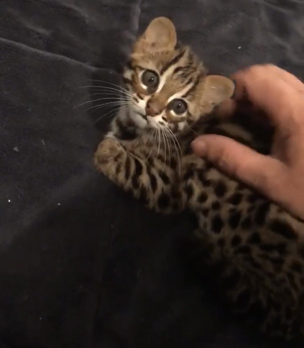 AsianLeopardCatLEO on X: 