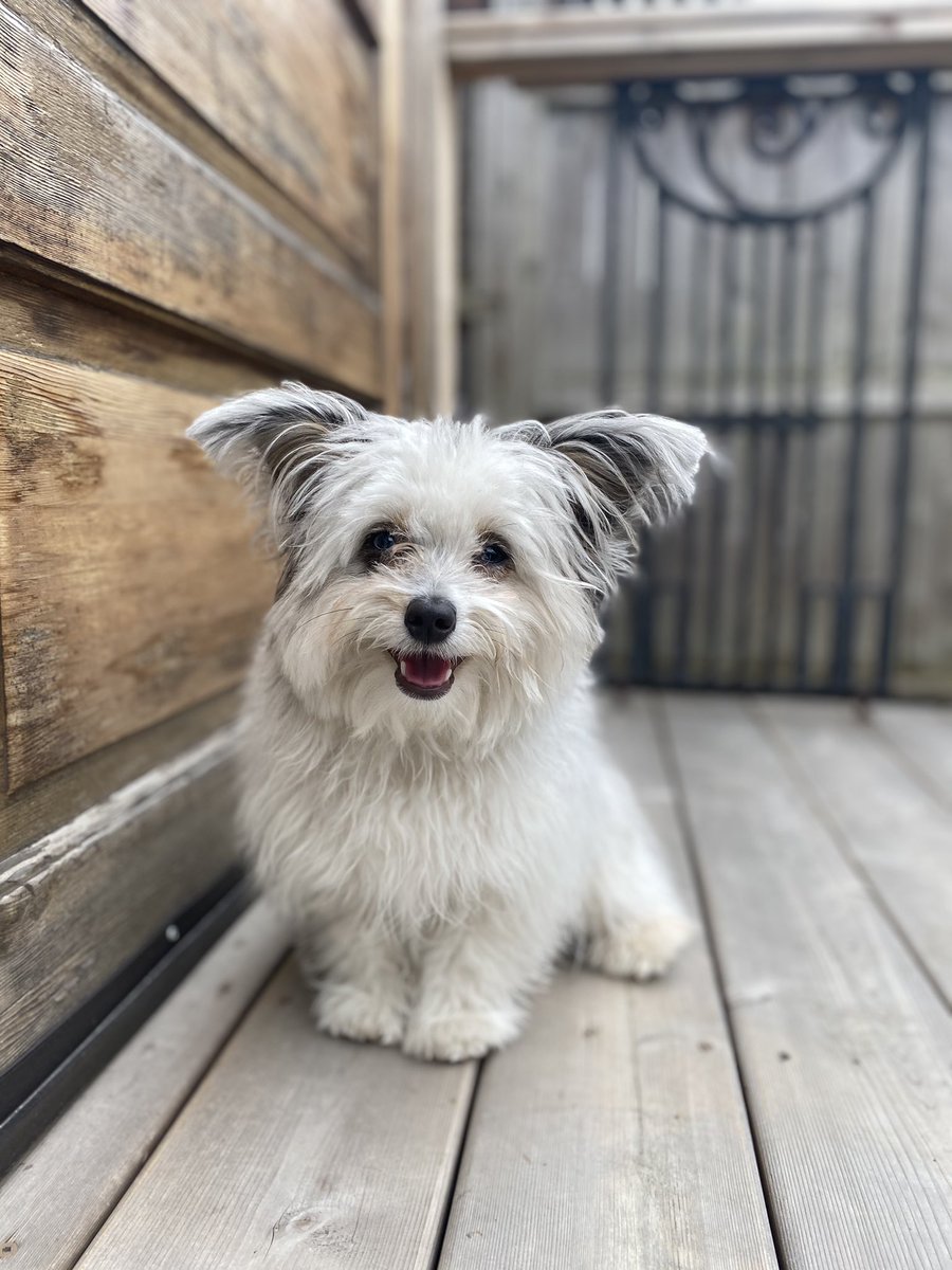 sashamaslow's tweet photo. @BuschBeer This is Miku! As a rambunctious, almost 1 year old, her qualifications include:
- Charming as h*ck
- Goodest girl (as voted by 3/3 household members)
- Pawfessional splooter
- Pawrents don’t need a roomba, Miku will clean your spills!
#BuschCTOContest https://t.co/kvo4G3TRBw