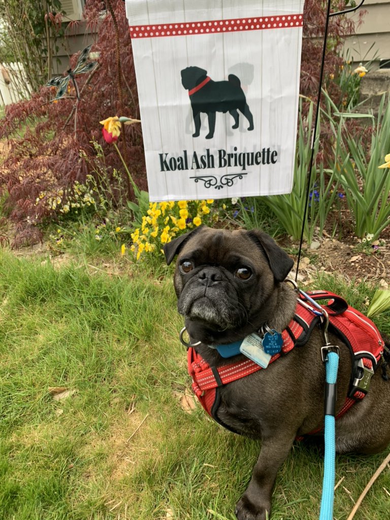 Koal98011's tweet image. 