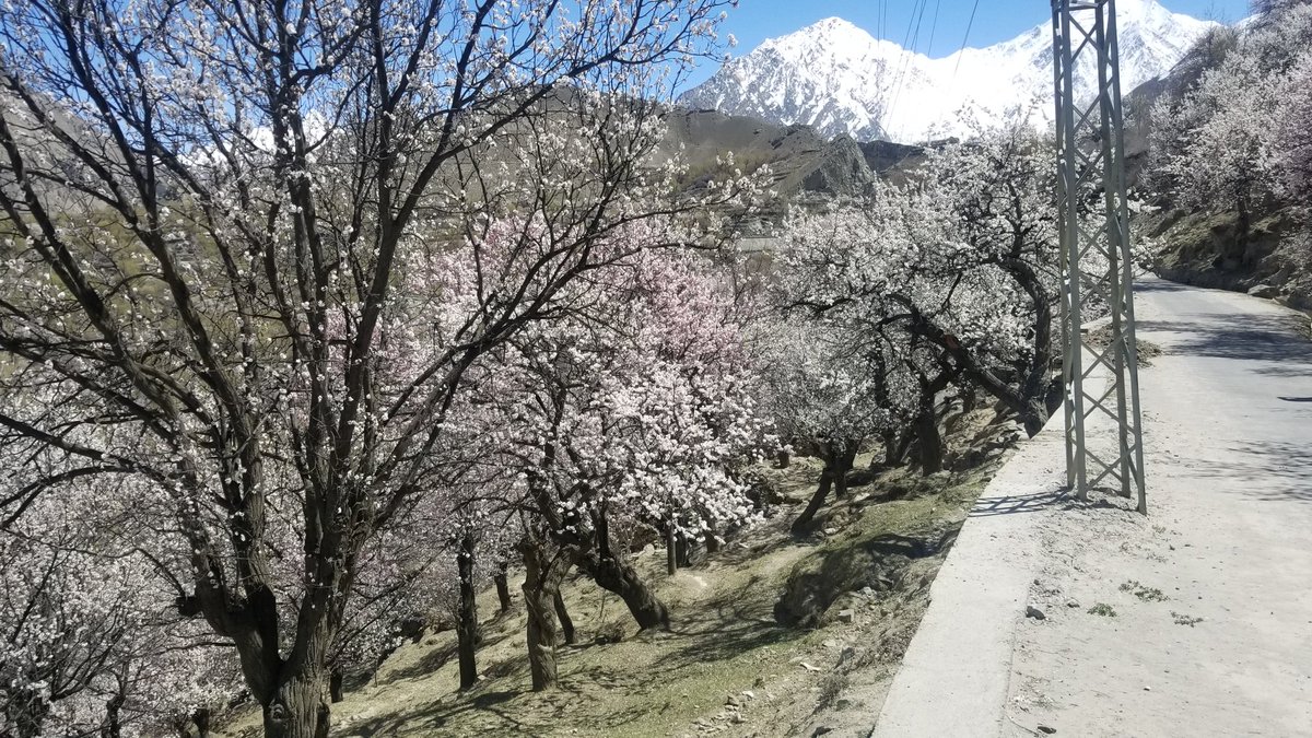 Paktourntravel's tweet photo. Blossom in Hooper Valley 
@PakinFrance https://t.co/QB2dpmcDS0