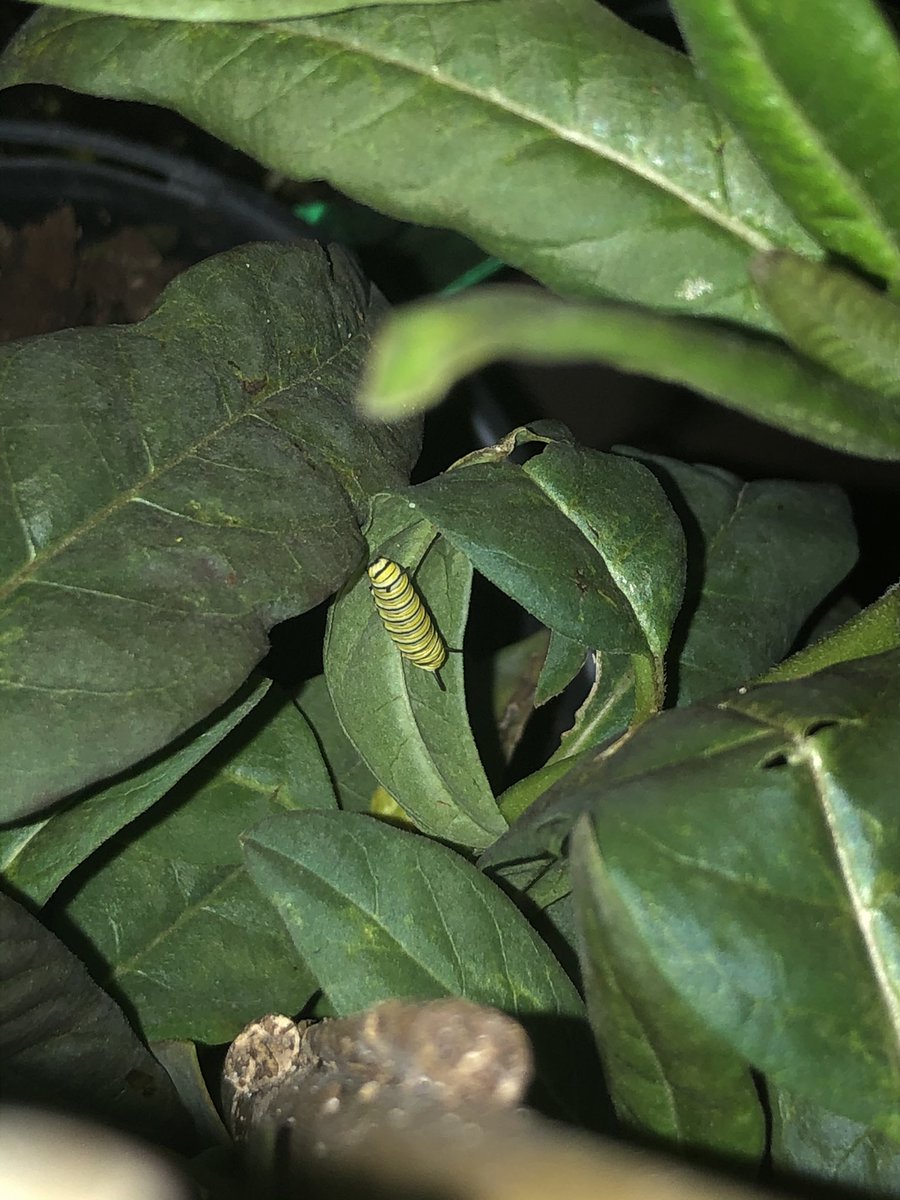 Much to my surprise, it came with a stowaway, a monarch caterpillar (called an “instant”). Over the next 2 weeks, it would devour a few leaves, then be perfectly still for 24 hours, shed its skin, elongate and repeat.