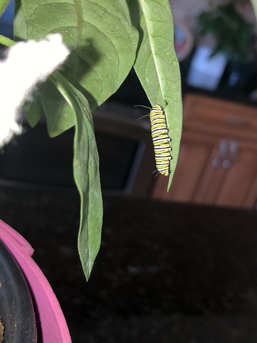 Much to my surprise, it came with a stowaway, a monarch caterpillar (called an “instant”). Over the next 2 weeks, it would devour a few leaves, then be perfectly still for 24 hours, shed its skin, elongate and repeat.