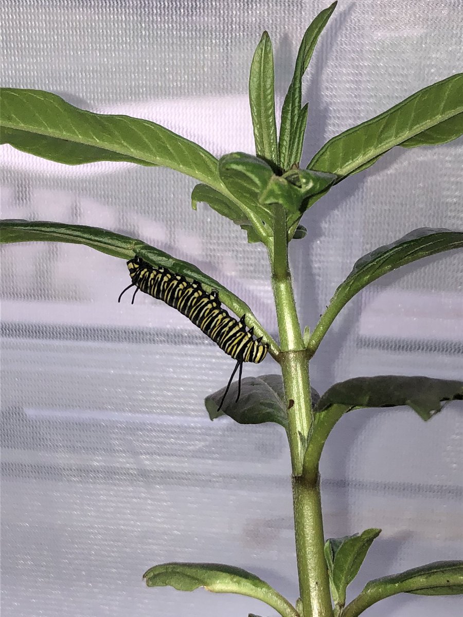 Much to my surprise, it came with a stowaway, a monarch caterpillar (called an “instant”). Over the next 2 weeks, it would devour a few leaves, then be perfectly still for 24 hours, shed its skin, elongate and repeat.