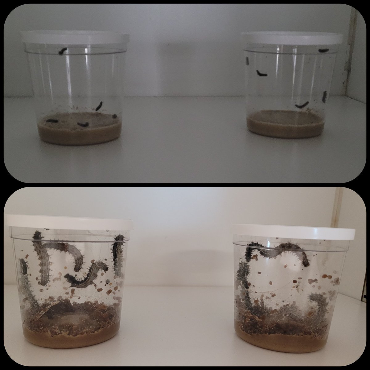 Continuing to study the life cycle with our caterpillars. Students have been amazed to see the difference one week has made. Can't wait to see our Pupa stage!🐛➡️🦋 #LifeCycle  #HandsOnLearning #LionsSpeakLife #TeamSISD