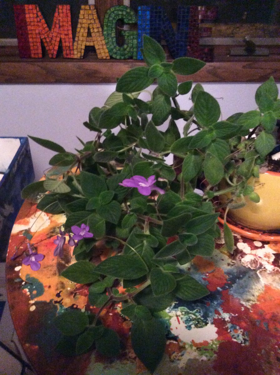 JillCalmes's tweet photo. My little fairy garden brings me so much inner happiness. I am like a proud mama when I think about how much it has grown in one year. Going to return my fairy garden to the front porch on the first day of the month of May. Celebrate May day! https://t.co/BJEdtEma7n