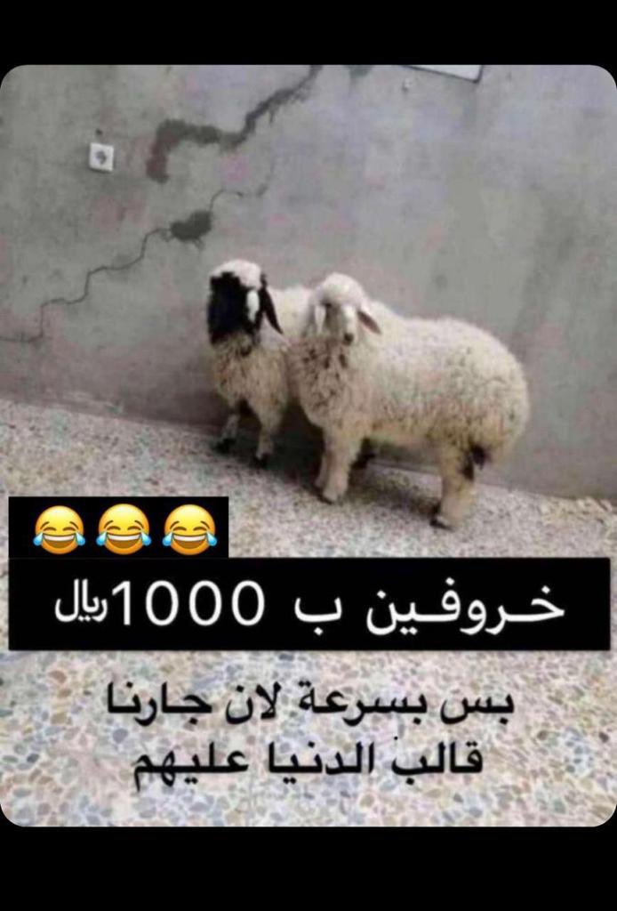 الكشف عن الحرارة الجنسية والتزاوج مشرق تزاوج الأغنام عند حدوث الأغنام