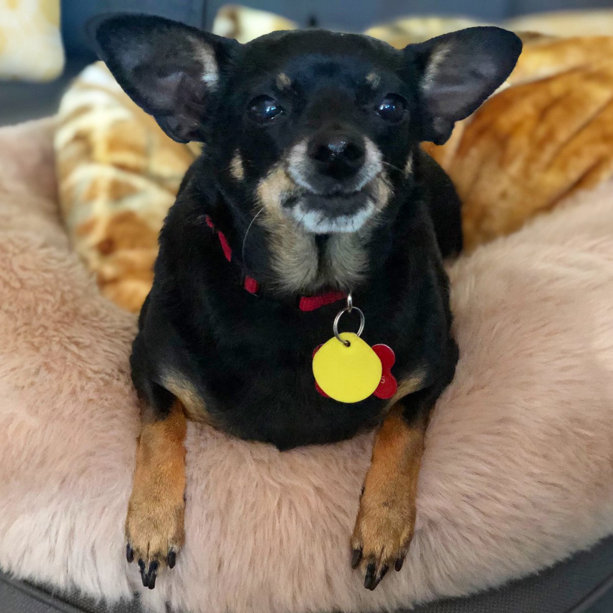 MavisBeacon10's tweet photo. I want a bite #dogslife https://t.co/v7tQJTVG5t