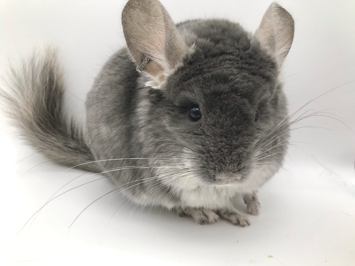 mou_pet's tweet photo. Twitterはじめました🐭🍀
横浜の小動物専門店mou（ﾑｳ）です🌟
チンチラ・アンゴラチンチラ（CCCU RPA）とフクロモモンガ生体販売
餌・飼育用品販売を行っています。
主に販売生体のご紹介をさせて頂きます。
お気軽にお問い合わせ下さい📩

#チンチラ　#アンゴラチンチラ　#フクロモモンガ　#販売 https://t.co/S3MhtAaRCJ