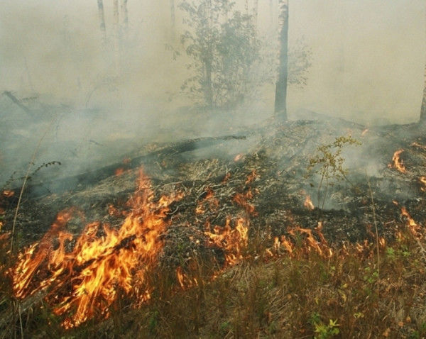 Торф сжигание. Лесные и торфяные пожары. Подземный пожар в лесу. Подземный торфяной пожар. Торфяной пожар в лесу.
