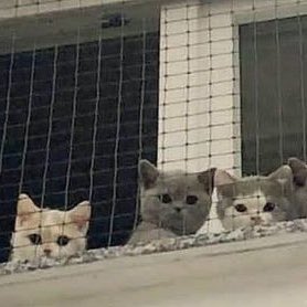 nct dream as cats !!—— a thread.