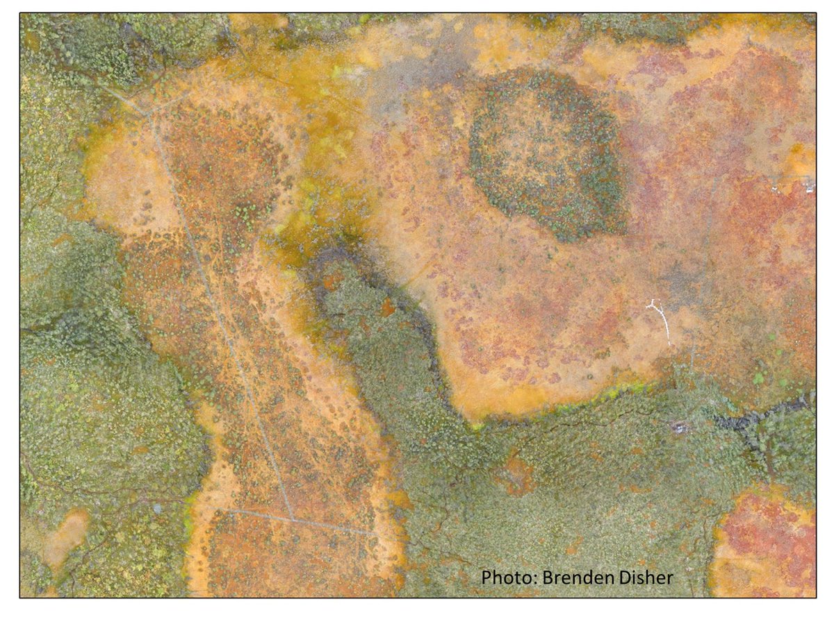 New paper characterising the form and hydrological function of treed wetlands at Scotty Creek, NWT. Great job Brenden! scottycreek.com/media/document…