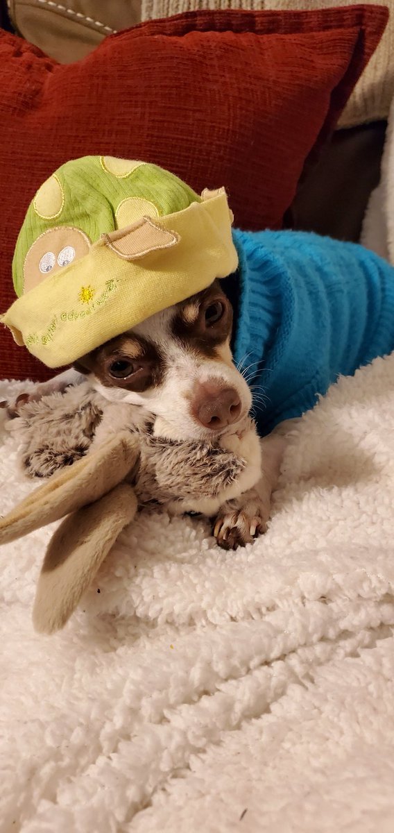 _itsmekenia's tweet photo. My baby hat on bella 🐢 https://t.co/DOSQSYUN9x