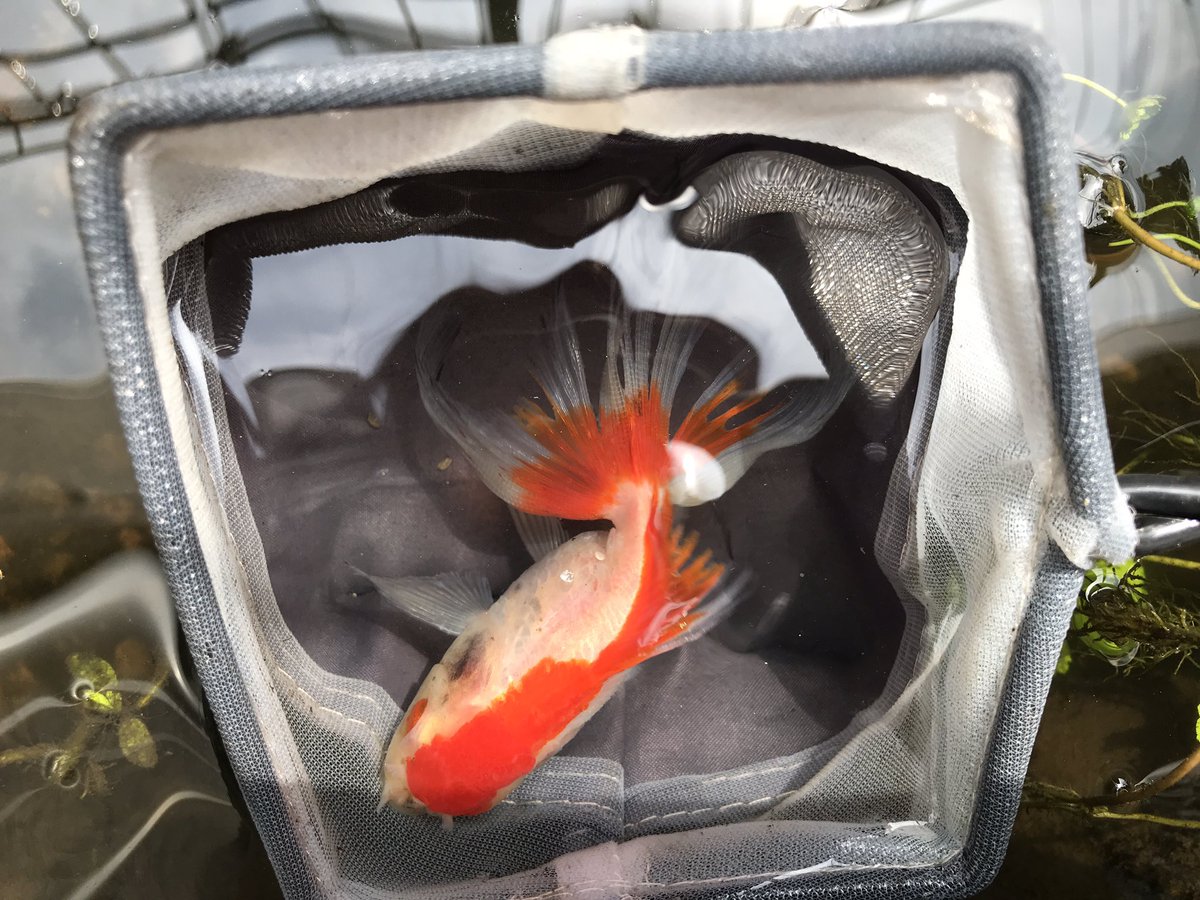 pet7584's tweet photo. 昨日は子猫を拾いましたが、
今朝はビオトープの金魚が野良猫に拉致られ、
４軒隣の民家で偶然発見され保護されました。

…野良猫ぉ💢 https://t.co/3XpV4V6oQV