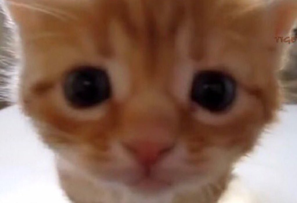 gyecats's tweet photo. hi https://t.co/n537uRgA64