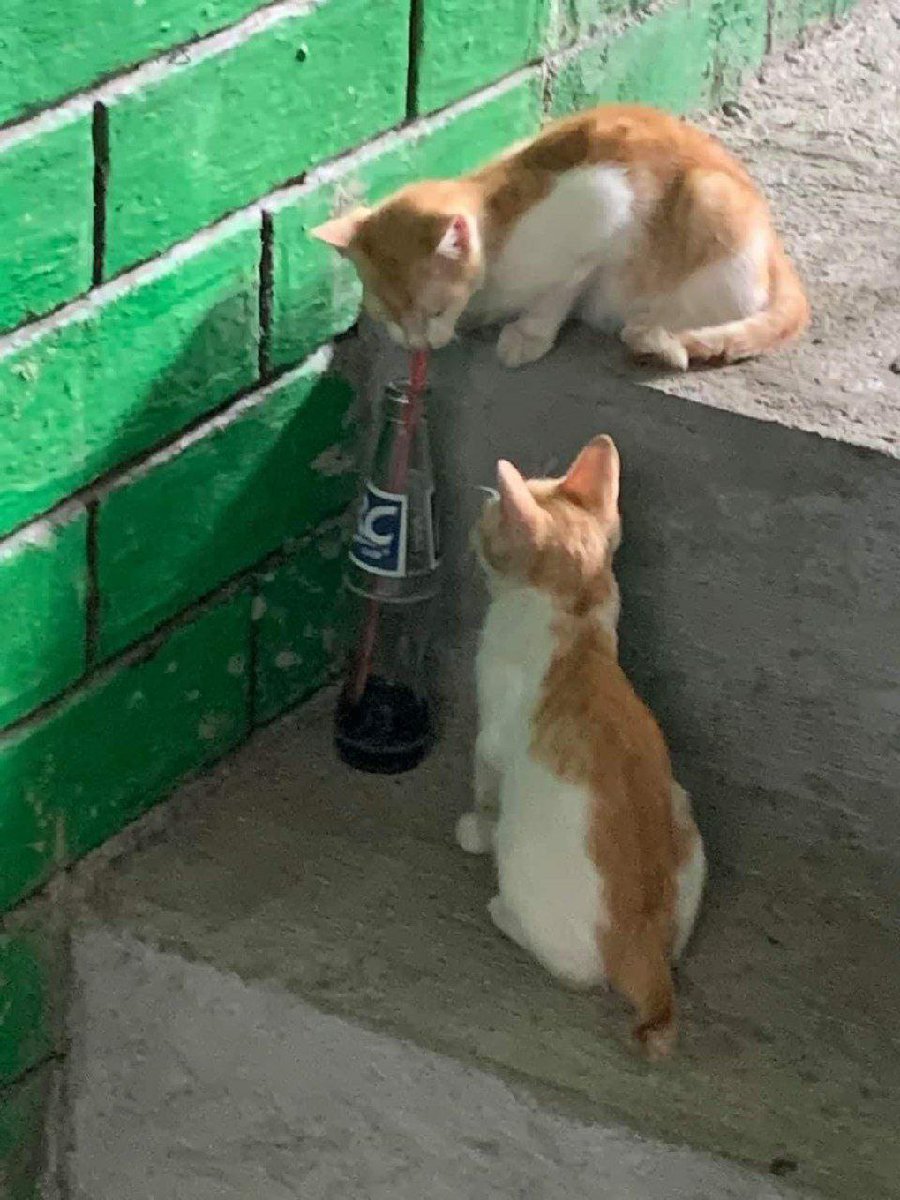 Cats for Happiness. (@joyfullcat) on Twitter photo 