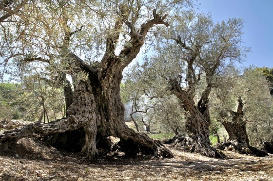 The world's oldest living olive trees are located in  #Lebanon. These trees, called “Noah's Sisters” or “the the Olive trees of Noah”, are thought to be 6,000 years old.