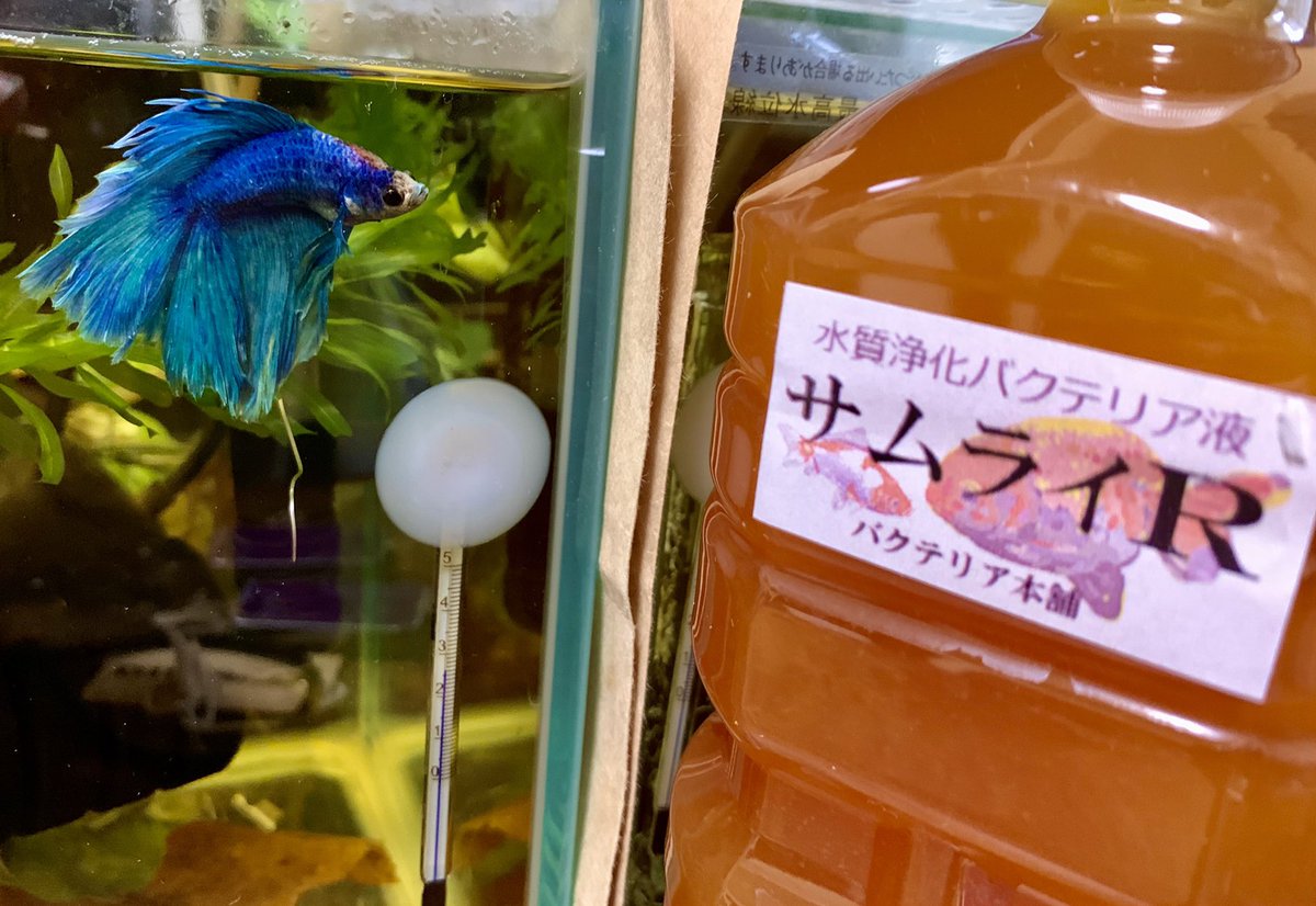 たま ベタ 熱帯魚 アクアリウム サムライr届きました バクテリア本舗さんありがとうございます D はい 新しいもの恒例 みんなで記念撮影 たま ベタ 熱帯魚 アクアリウム サムライr届きました バクテリア本舗さんありがとうございます D はい 新しいもの恒例 みんなで記念撮影