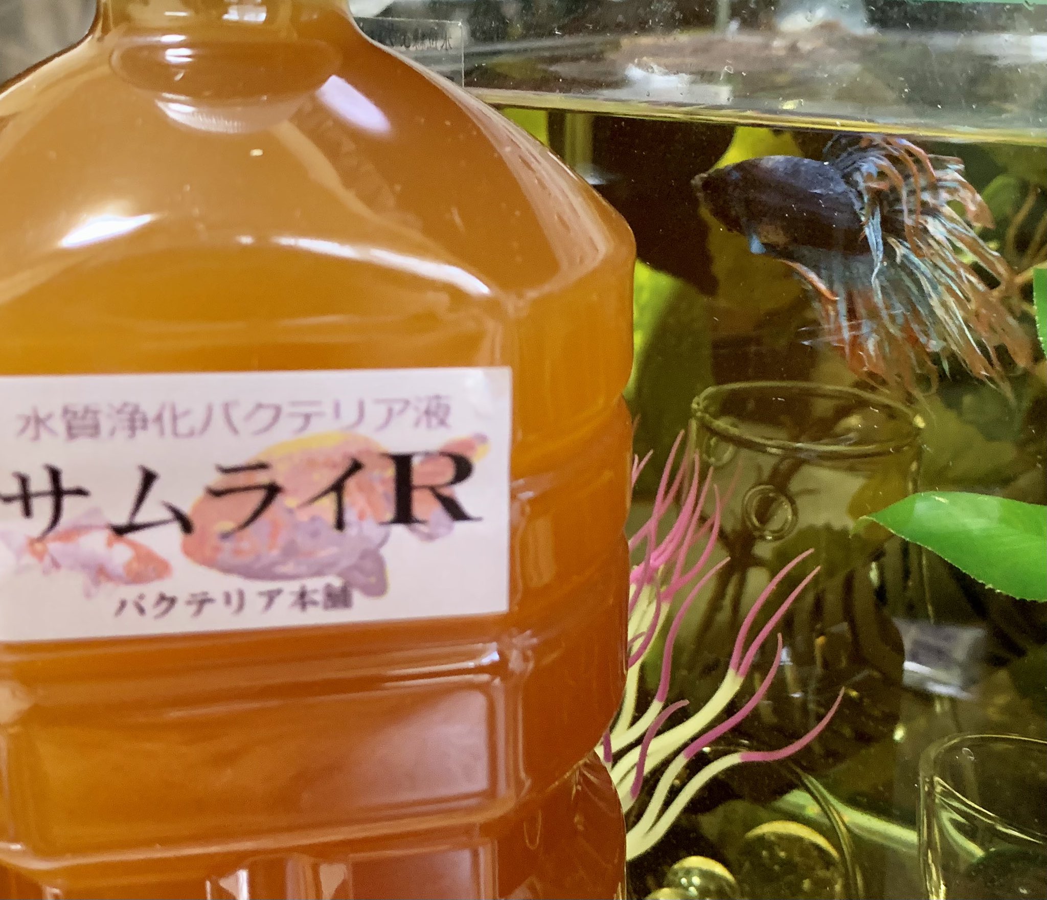 たま ベタ 熱帯魚 アクアリウム サムライr届きました バクテリア本舗さんありがとうございます D はい 新しいもの恒例 みんなで記念撮影 T Co Mciqpnoznt Twitter