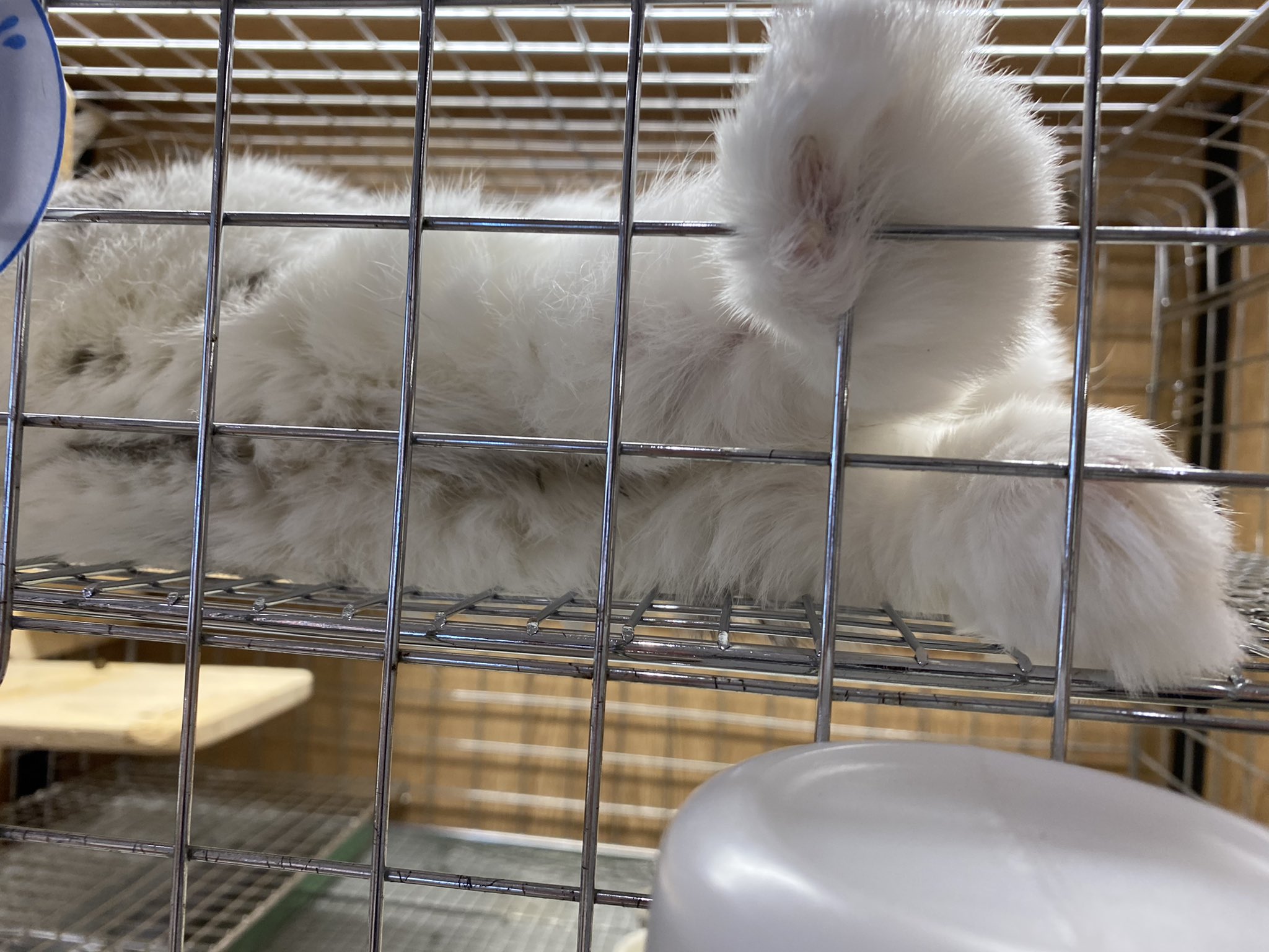 うさぎのしっぽ洗足店 على X: 