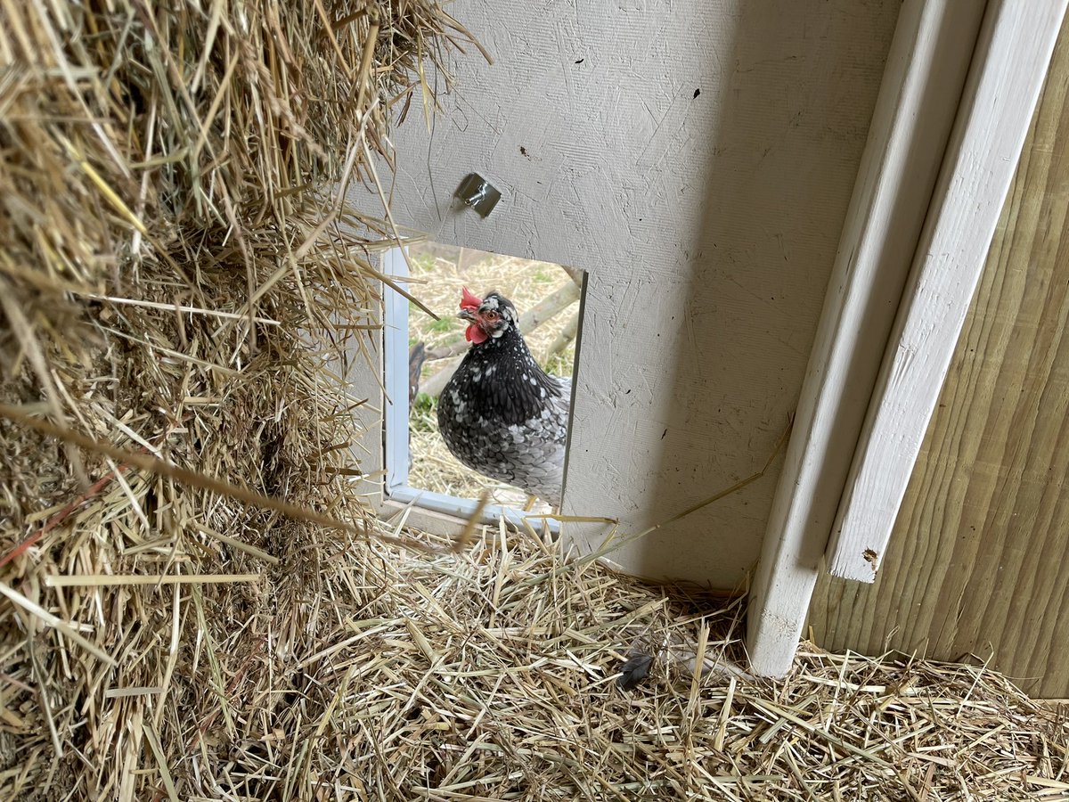 Solution: automatic door opener.There are a few brands. They all work.Sun comes up, light sensor opens the door. It gets dark, door closes.Chickens will put themselves to bed in their coop by themselves. They just know.Our auto door from inside and out: