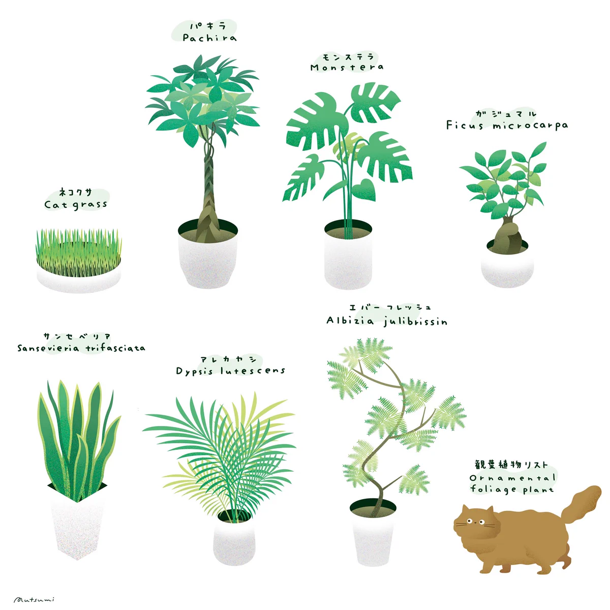 猫を飼っているけど観葉植物を置きたいとき参考になるかも？猫にも安心とされる観葉植物のリスト！
