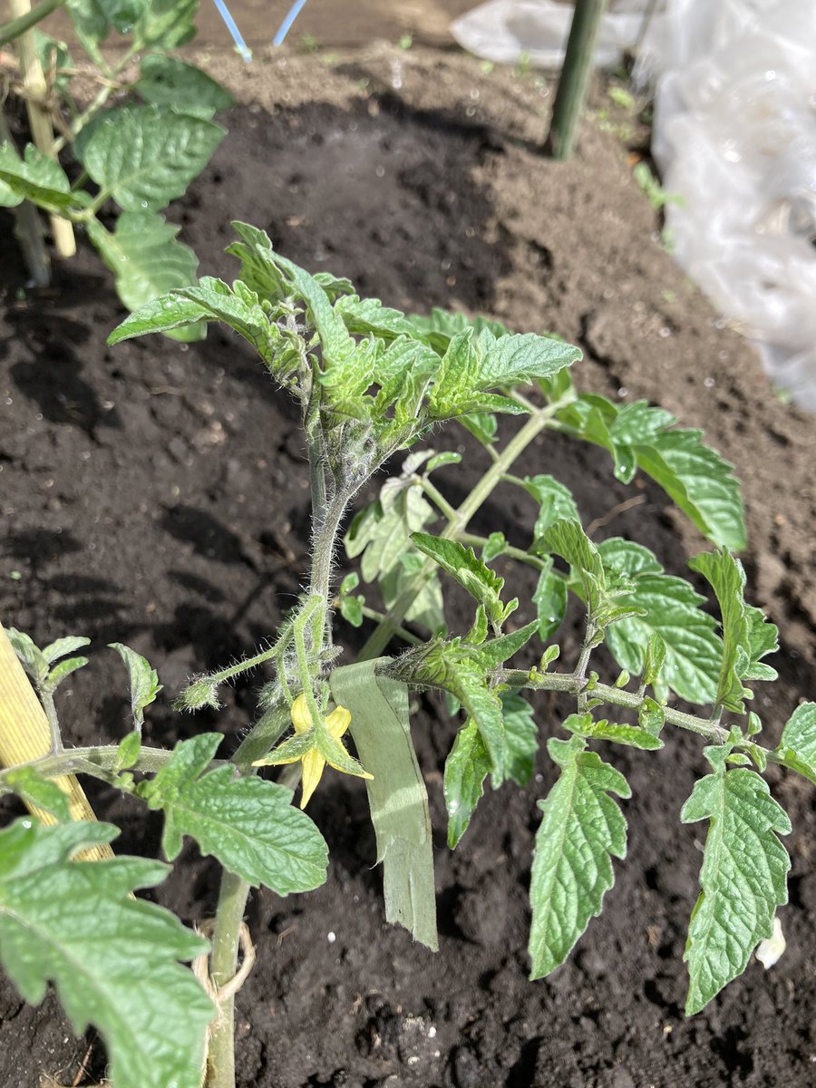 寝かせ植え