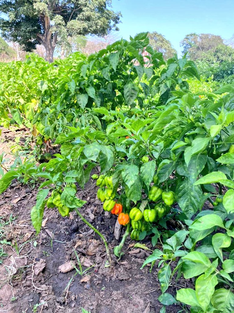 GambiaRedCross's tweet photo. In 2018, @GambiaRedCross &amp; @CruzRojaEsp
supported (5) communities in Kiang with gardens throught the livelihood project

The project has come to an end &amp; our staff are in the field to know the level of preparedness by the beneficiaries for continuity before official handing over https://t.co/WkbHP2aEhj