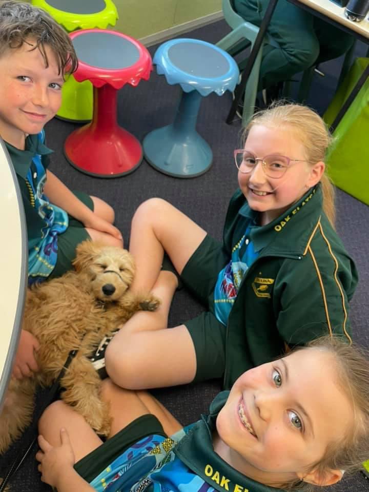 Our wellbeing puppy, Lady has grown so much over the holidays. Almost too big for her uniform now! She enjoyed her first day back to work for Term 2 at Oak Flats PS 🐶