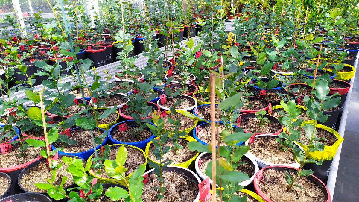 L_Matias_'s tweet photo. First measures looking for drought adaptations on cork oak seedlings across the species' latitudinal distribution as part of the #MEADCLIM project at @BiologiaUS @InvestigaUS https://t.co/KRNaI0BcVl