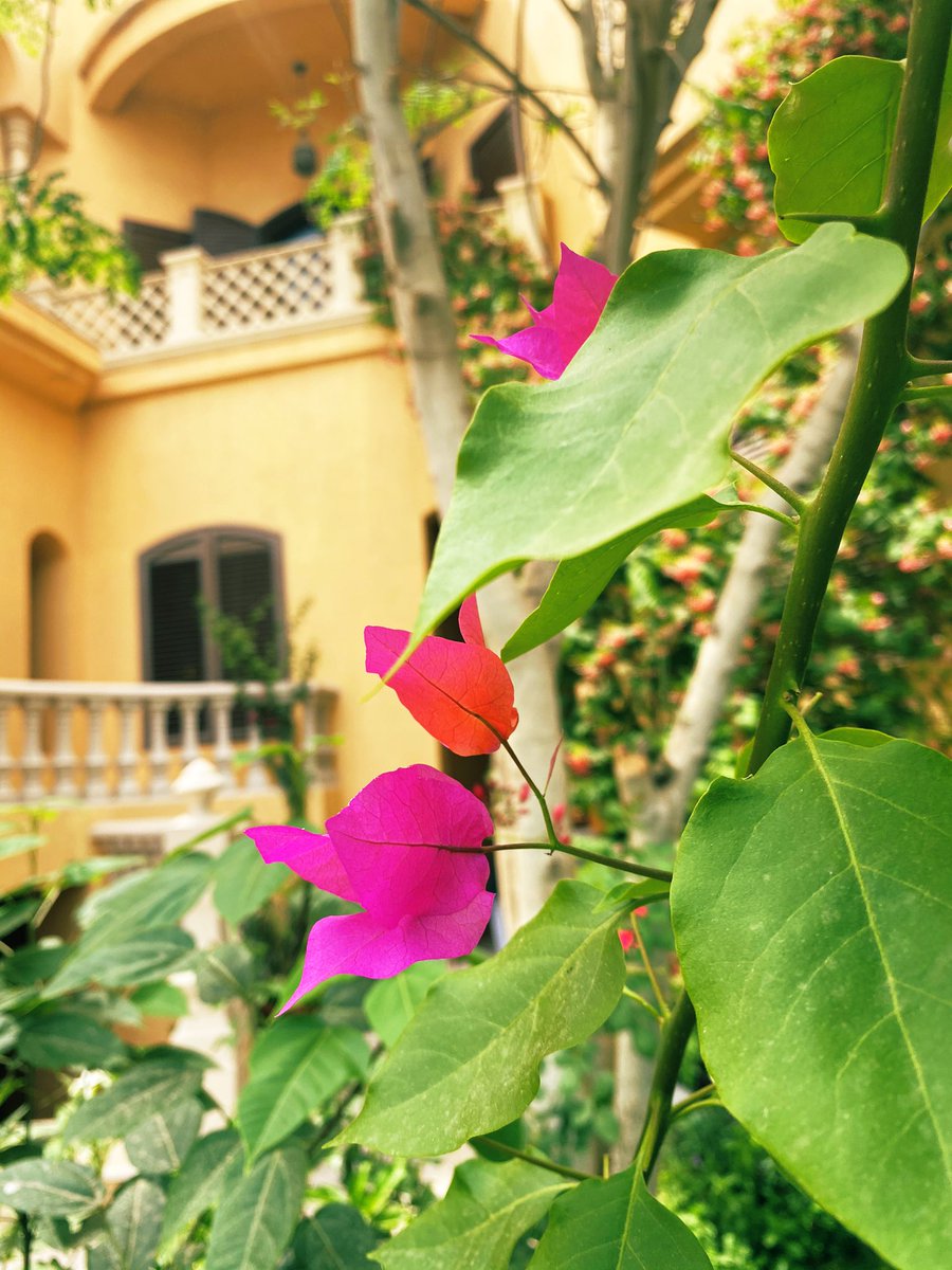 وأحلى استقبال ...
سعاده ، بهجه ، سرور ، 
ياكثر خير ربي ...