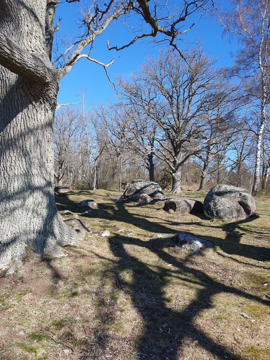 Ancient oaks by the Baltic Sea #Kalmar inspiring morning