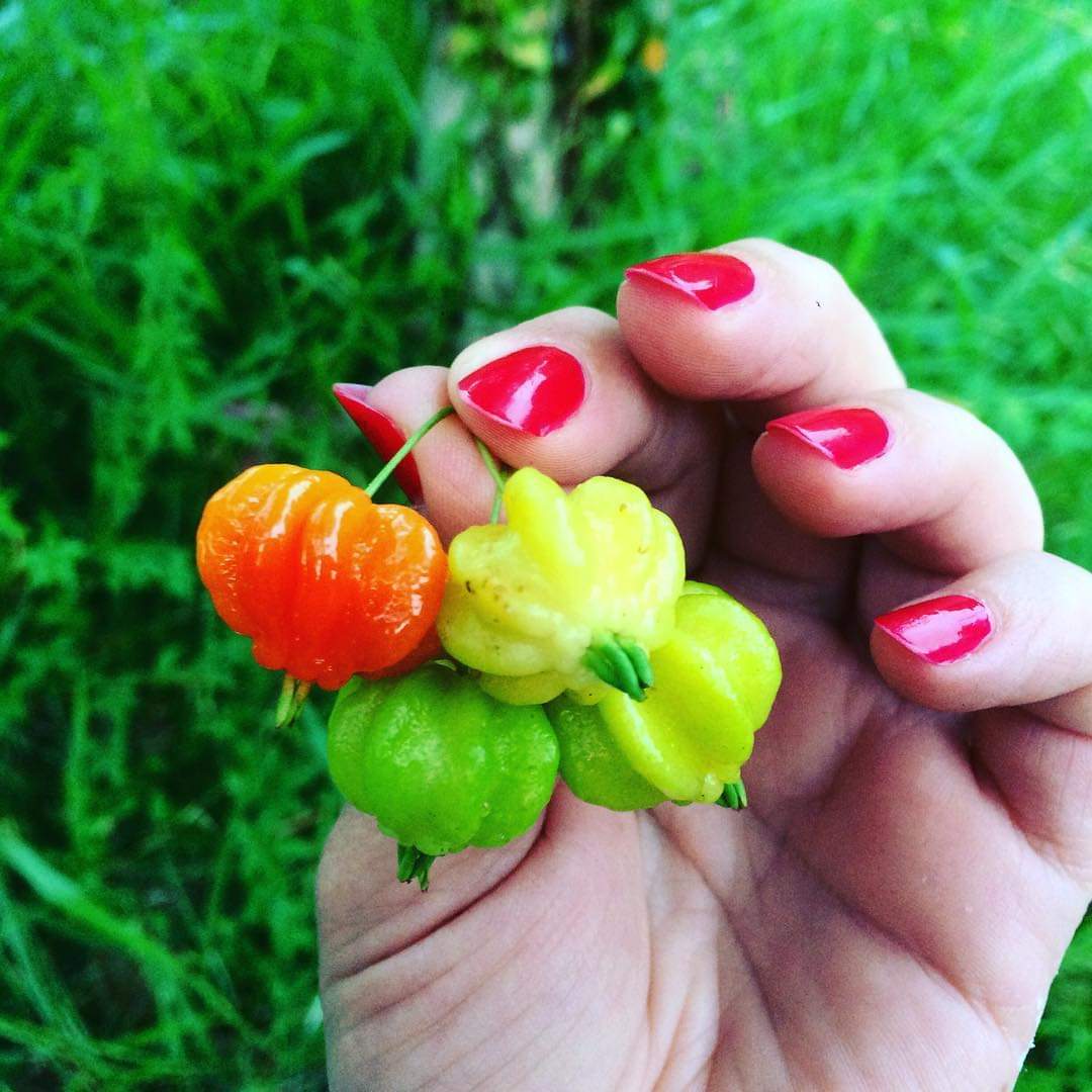 fotos_porai's tweet photo. Andando e fotografando poraí! #Marau #fotos #frutas #pitangas https://t.co/mBPxQmnVlZ