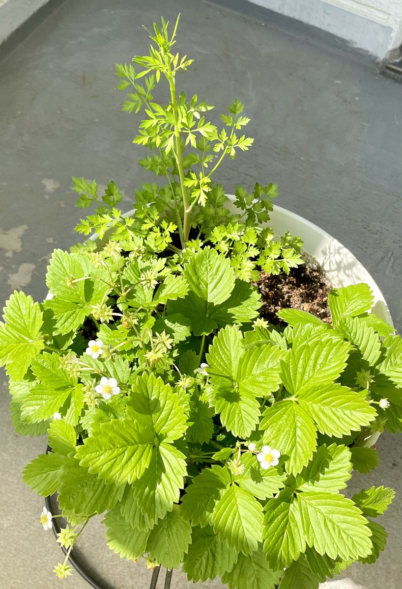 にーな على تويتر 冬にほぼ葉が枯れていたワイルドストロベリー が最近ワシワシ育ちイタリアンパセリさんが おーいここにいるよー って高く伸びてるのも隠れそう なんかすごい甘い香りがする と下からのぞいたらこんなに 実が 初夏ですなあ ベランダ栽培