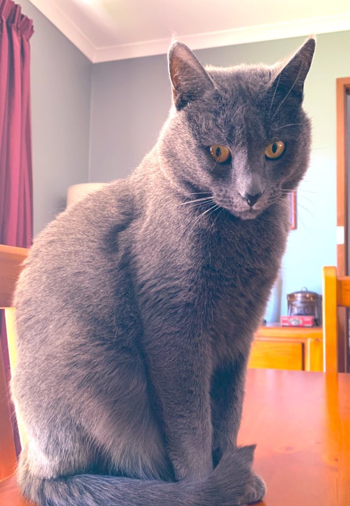 MEE -  𝓁𝑜𝓋𝑒 𝓎𝑜𝓊 𝒶𝓁𝓁 - OWW ... 🐾 💜
#cats #catsoftwitter