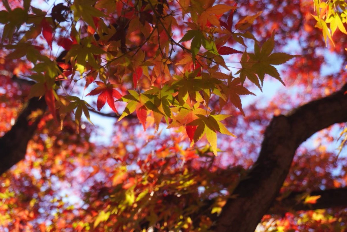 camimumera's tweet photo. The four seasons in Japan
#photography https://t.co/xnO1mklN6l