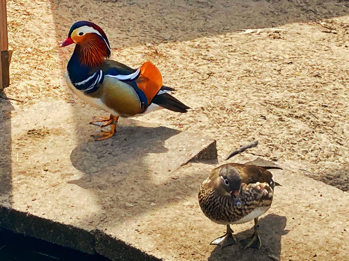 gurdy64's tweet photo. #Donald en #Katrien heerlijk op #Texel https://t.co/pQJNnVFrAk