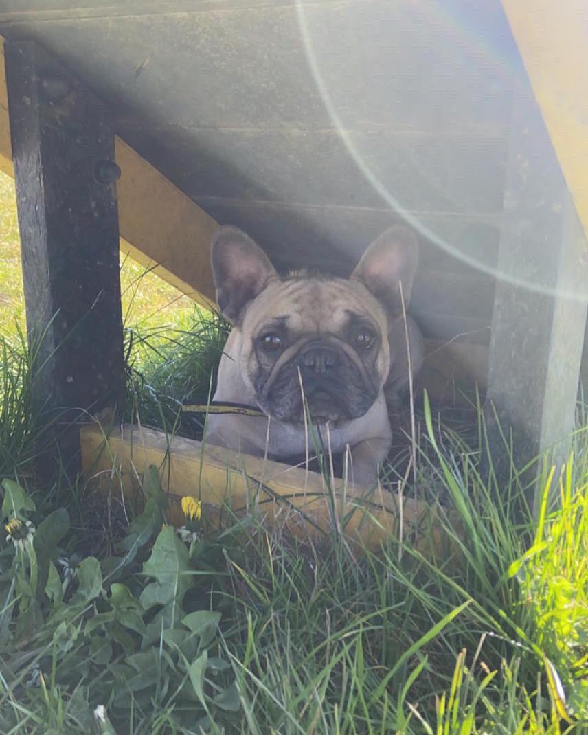 DT_Essex's tweet photo. Peekaboo! 👀 Sid needs a home! 
Head over to our website to read all about her: https://t.co/p9NsVbW9Ym 🐶 @dogstrust https://t.co/HSrFnFZYlx