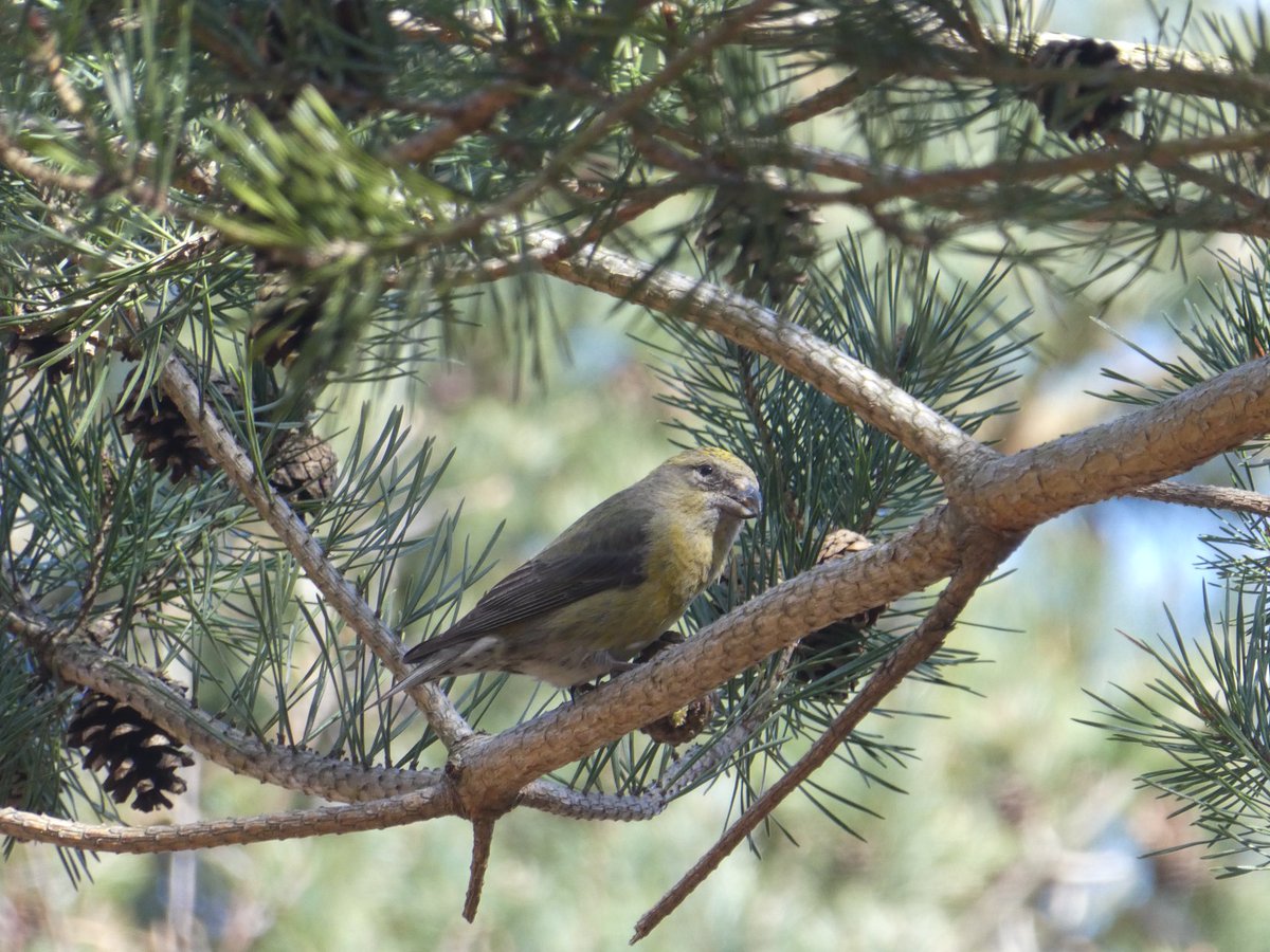 PaulHeather9's tweet photo. #NationalTrust #DunwichHeath #crossbills https://t.co/zK1ZymH4UC